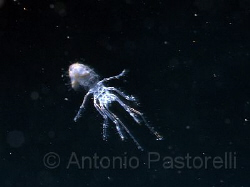 Plancton Super macro. Taken to "Tahioae village" in "Nuku... by Antonio Pastorelli 